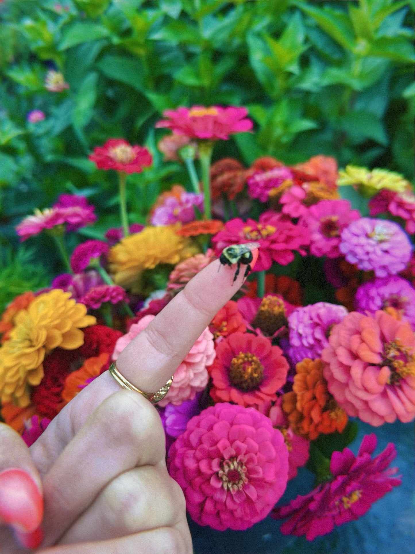 Zinnia Seeds & E-Guide