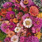 Zinnia Seeds & E-Guide