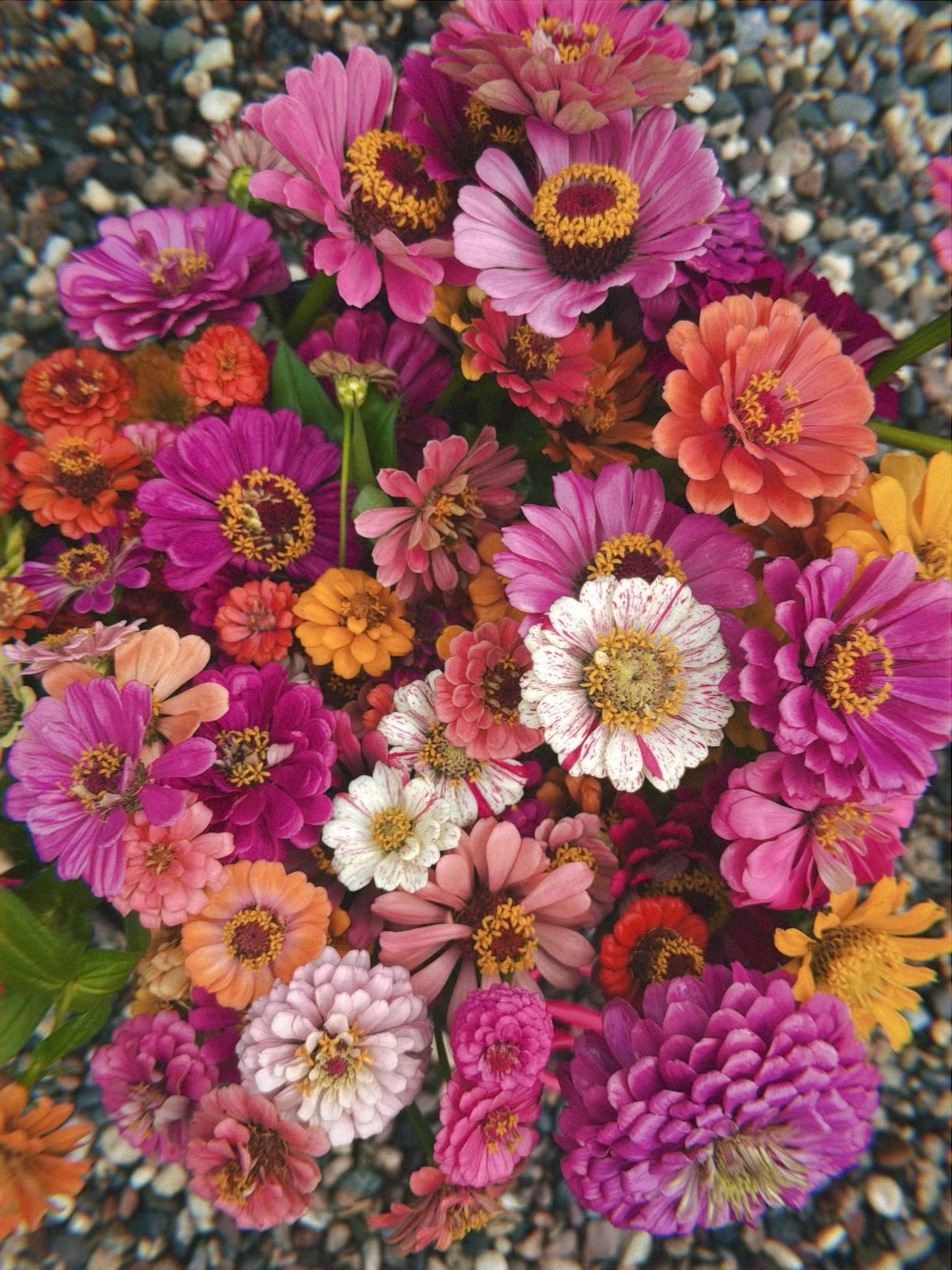 Zinnia Seeds & E-Guide
